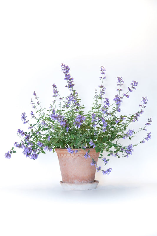 Catmint